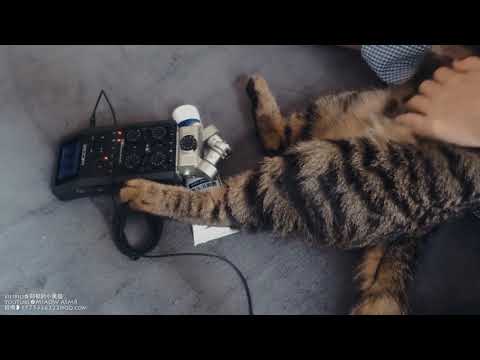 MIAOW ASMR猫尾巴触发音CAT🐱