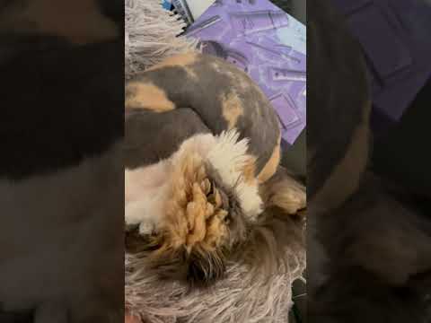 A Sleepy Kitty Breathing & Purring: A Relaxing ASMR #shorts