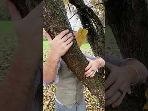 ASMR | Giving A Tree A Massage In The Rain #asmr