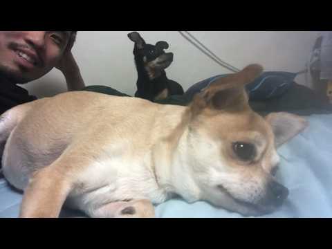 Cutest Girlhuahua on the Planet 😴 (ASMR)