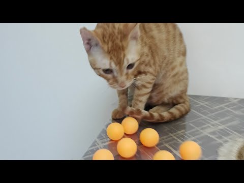 🔴Live Video #3 | Playing Tennis Ball 🎾 with My Cats | Leo Simba Loraa | #live #gaming #funny 