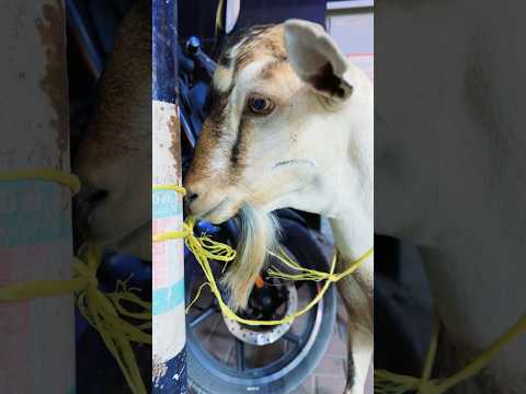 Goat Has A Beard And Big Balls 🐐😳 #shorts #goat #trending #dubai #viral