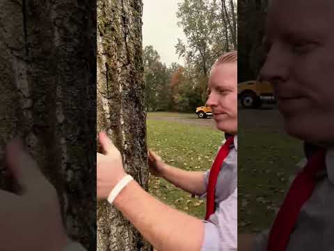 ASMR | Giving a Tree a Massage in the Rain #asmr