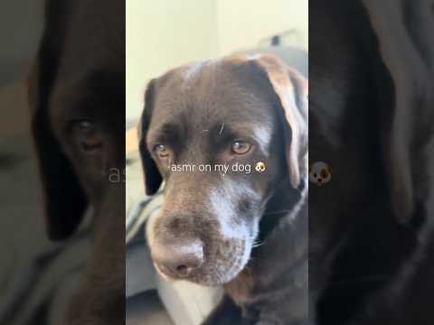 asmr with my dog 🐶