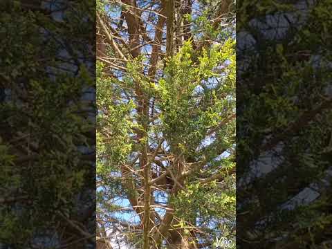 ASMR Relaxing Tree Sounds and Bird Song for Sleep 🌳🐦 #naturesounds #asmrnature #birdsong