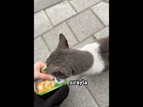 #cat #cats #cute #akım #catvideos #catshorts #catlovers #trending #trendingshorts #keşfet #capcut