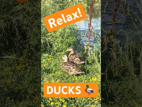 ASMR at the duck pond