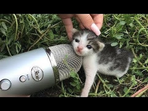 What Happens When You Put a Mic Near Kittens?