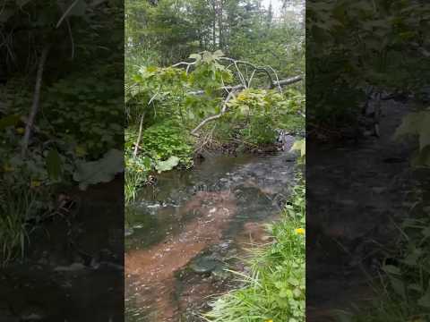 a lil nature walk 🌿✨ #asmr #relaxing #relaxation #relax
