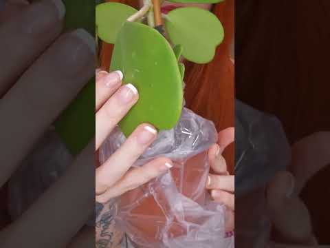 plants unboxing🌱#asmrvideo #relax #sensory #asmrtriggers #asmr #tingles #unboxing #nails #plants