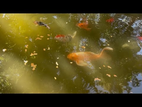 fish petting zoo | fishy ASMR