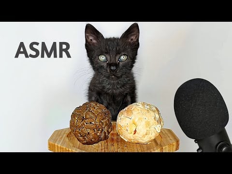 Black Kitten Eating Food Balls ASMR ⚽
