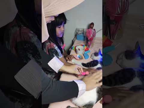 ASMR GARUK KUCING 😺😽🐱Bersama Ponakan akuu  #asmrvid#asmrvideo #asmr