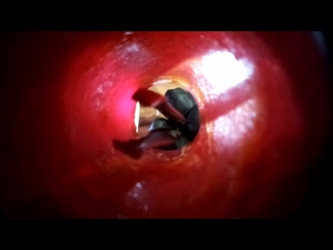 ASMR caseiro: Limpando seu ouvido, cotonete, pinça, esponjinha, spray