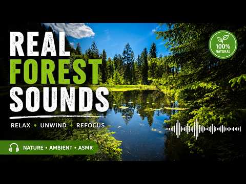 REAL FOREST SOUNDS 🌲Birds , Frogs , Nature ambience
