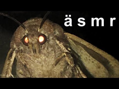 [ASMR] The Moth and the Lamp: A Binaural Audio Experience