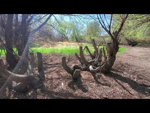 VLOG - Walk with Me Ramble Story Time