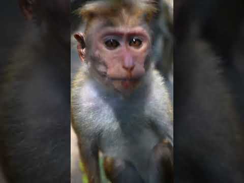 Monkey Does ASMR 😂  #asmr