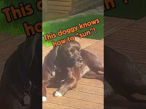 this doggy loves to sunbathe #dog #cutedog #sun #spring #sunbathing
