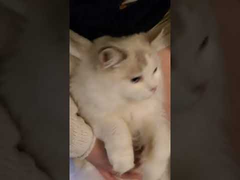 The time my cat interrupted my ASMR video 😂 #shorts