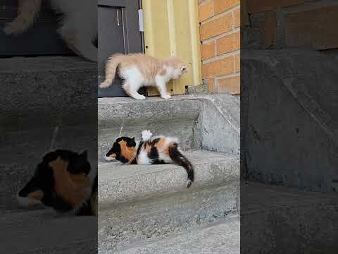 Jaydyn and Spooks ♡ as babies