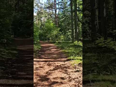 ASMR im Wald #Traumreise #asmr #natursounds