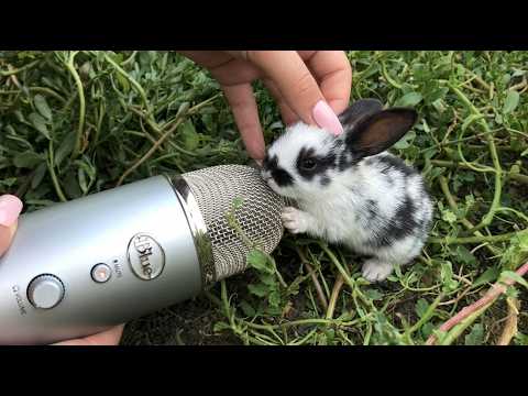 The bunny makes ASMR for the first time in 1 minute