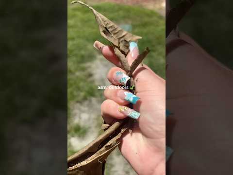 asmr outdoors (so tingly!) 🍃 #asmr #asmrfyp #fyp #publicasmr #asmrsounds #asmrvideo #asmrcommunity