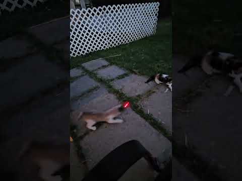 Jaydyn and Spooks Playing