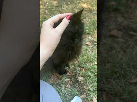 Coccole Time ASMR 🐈 #asmr #shorts #relax #cats