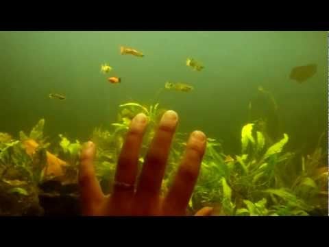 ASMR Soft Spoken - Bubbly Relaxation of Fish & Water