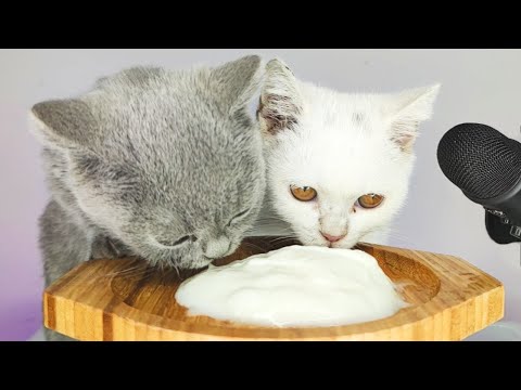 Cats Eating Yogurt ASMR