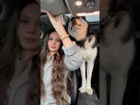 Lofi ASMR in my car 🐶 with Taco ofc #asmr #asmrvideo #dog #husky #daycare