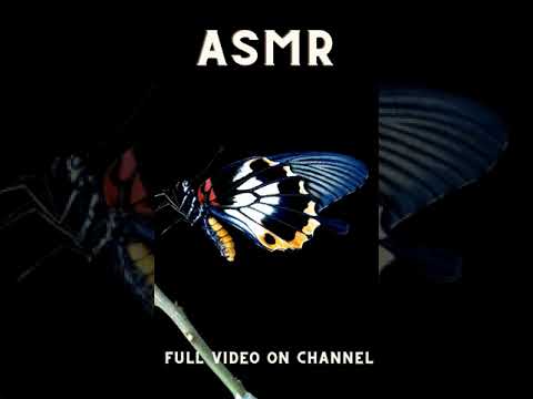 Butterfly facts Binaural ASMR #Shorts
