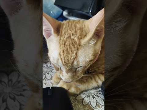 U & I Best Friend 😘😍✅ #shorts #cute #cat #kitty #kitten