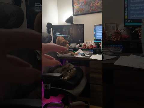 ASMR camera tapping with cats