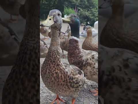unintentional asmr ducks #ducks #duckasmr #unintentional #asmr