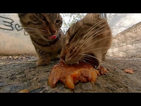 Two Hungry Street Cats Share a Meal 🐱🥩
