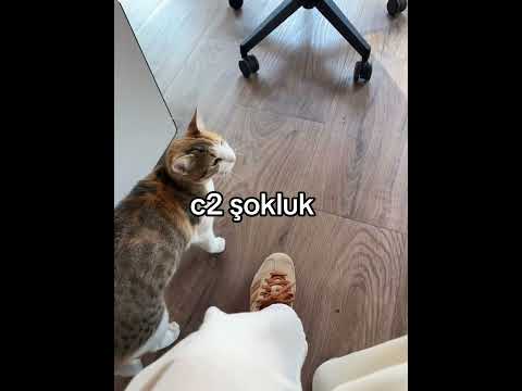 #keşfet #keşfetbeniöneçıkar #öneçıkar #kesfeteyyiz #trending #akım #trendingshorts #cats #cat #akım