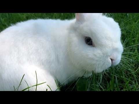Bunny ASMR🐰 ~ Outdoors, No Talking