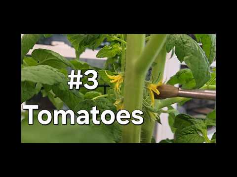 Garden 2026 Tomatoes (ASMR)