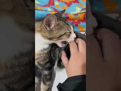 ASMR kucing aku #asmrvideo