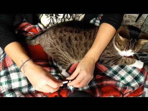 ASMR ! Strick mit mir und Kitty (Schnurren/Wolle) / Knit with me and Kitty (wool/purring) D/GER