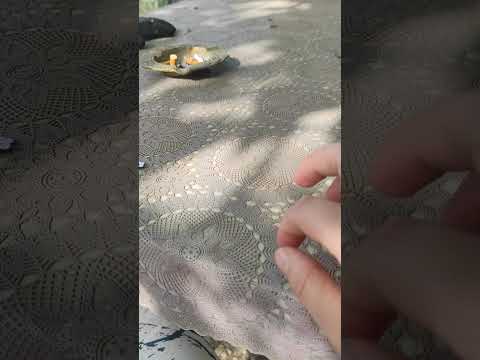 Doğa Asmr 😍 kuş sesleriiiii 🐦 #scratching #asmr #asmrcommunity #bahçe   Marka görünüyorsa #reklam