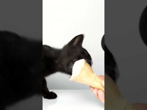 ASMR Mukbang Cat Eating 🍦