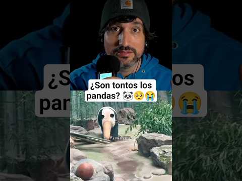 ¿Son TONTOS los PANDAS? 🐼🥺🥺🥺