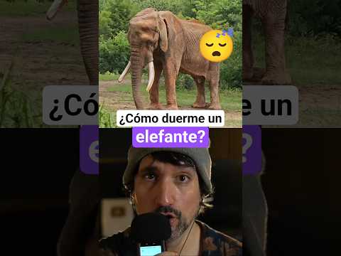 ¿Cómo duerme un elefante? 🤯 #curiosidades #cosasquenosabias #naturaleza