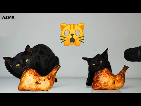 Kitten and Cat Eating Grilled Chicken ASMR