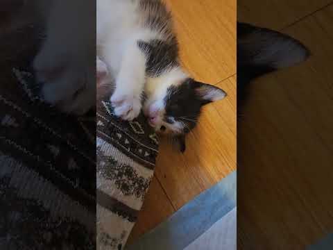 Baby spooks and her sister Antares ♡