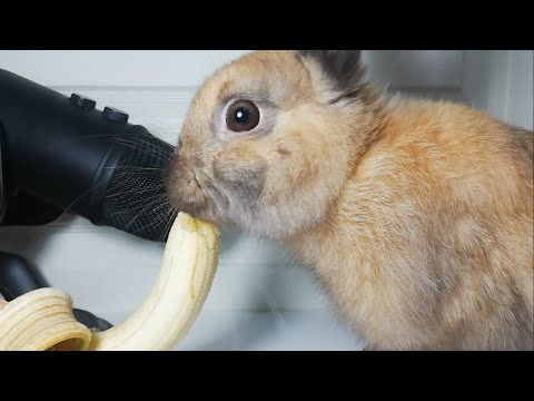 Rabbit eating Banana ASMR